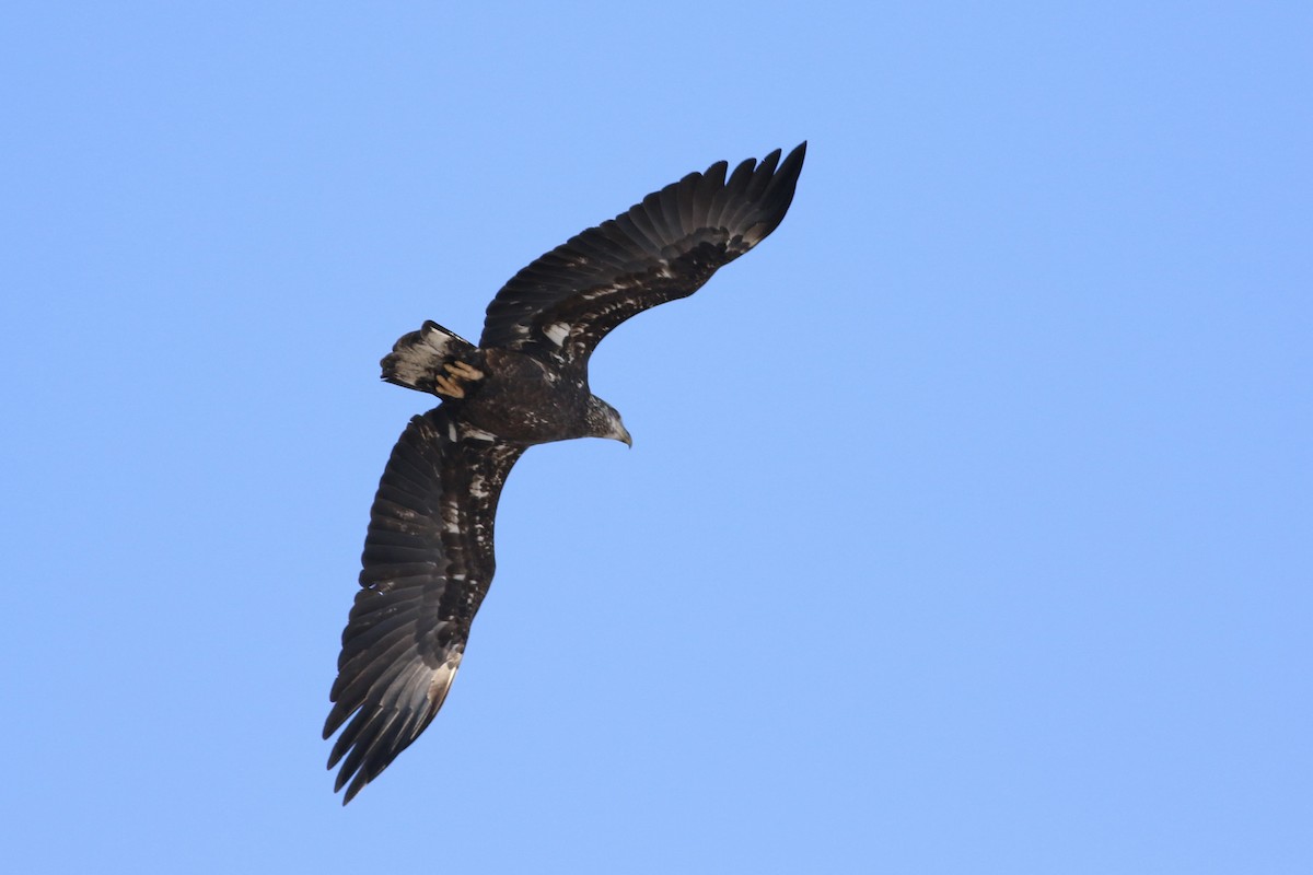 Bald Eagle - ML628389375