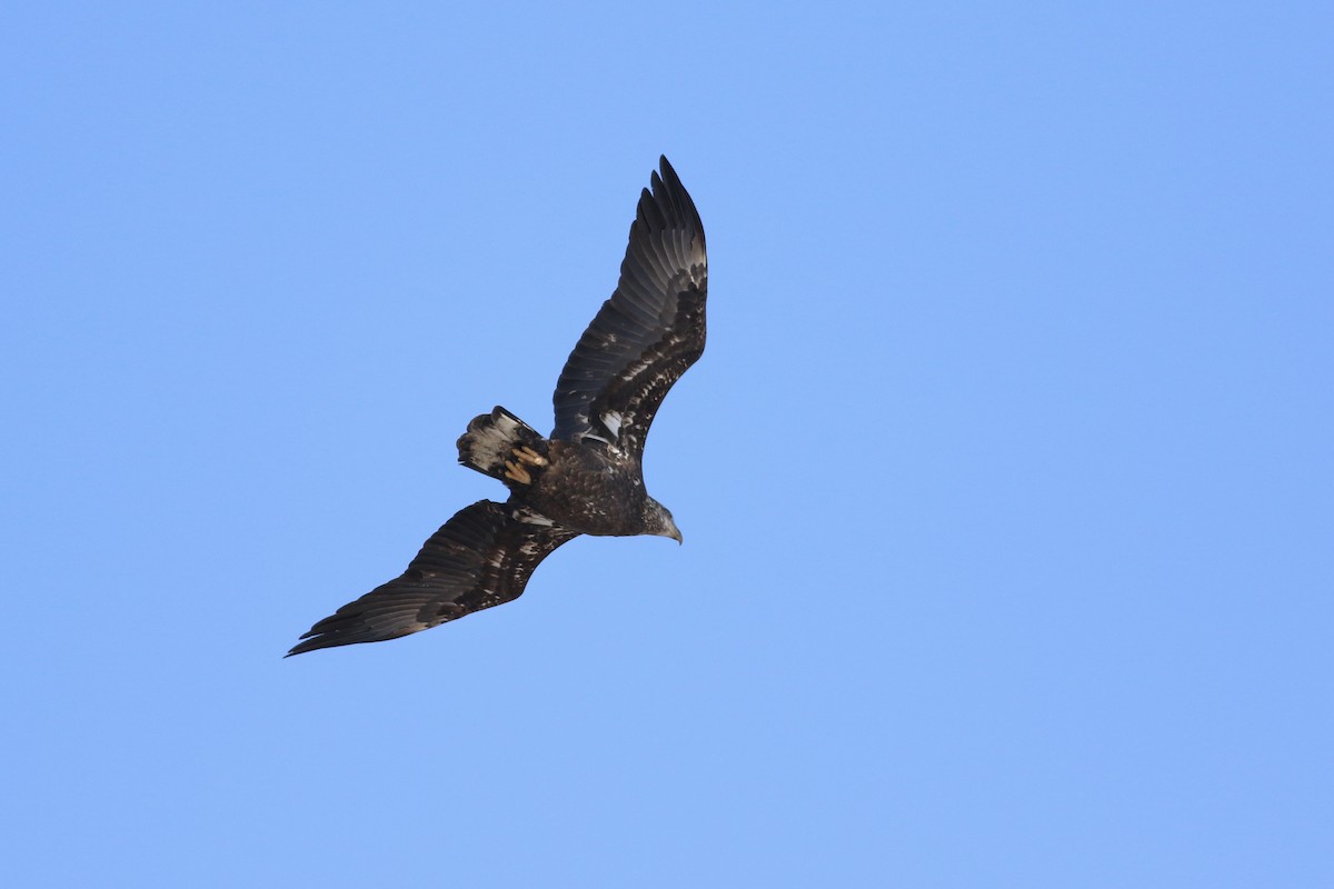 Bald Eagle - ML628389376