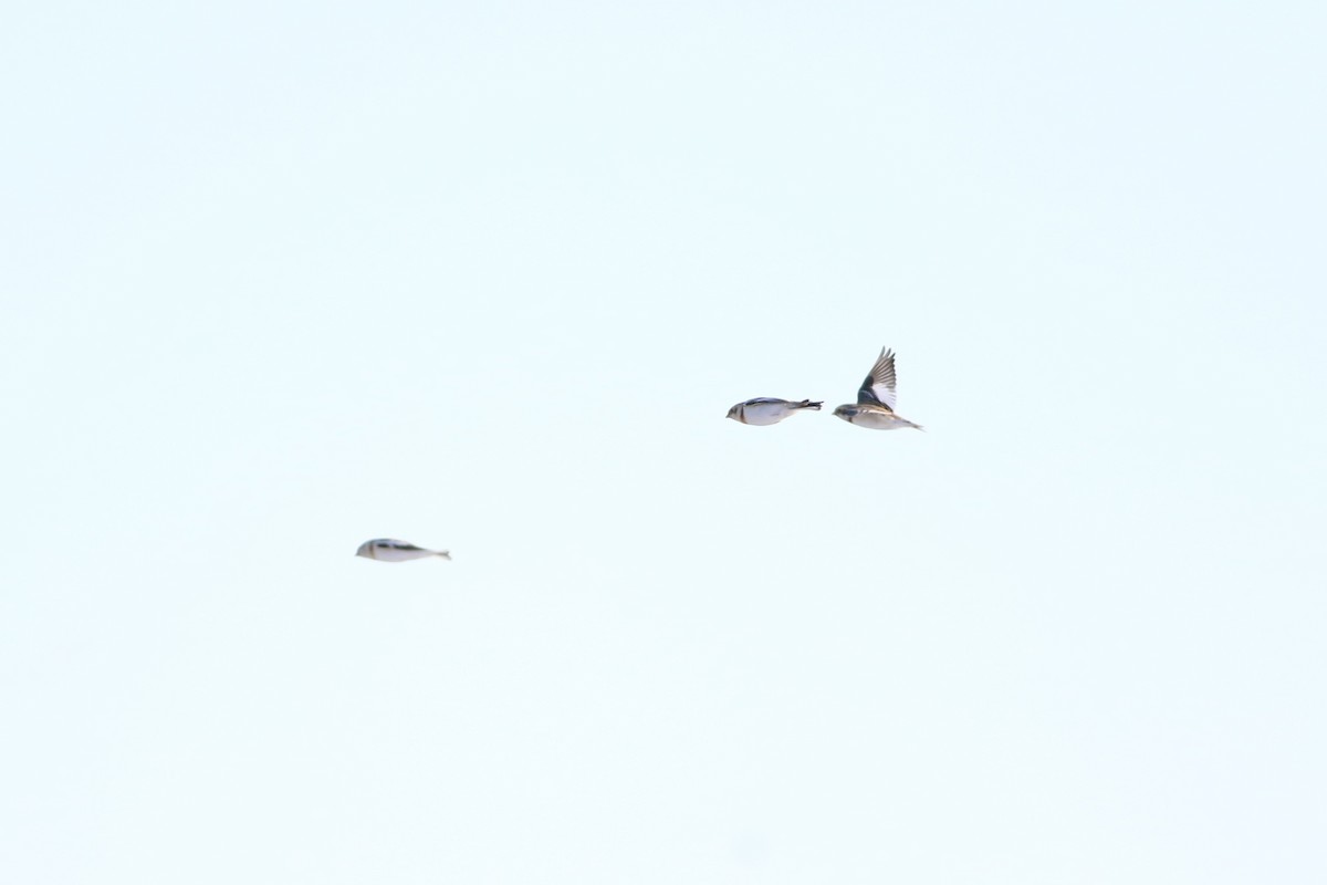 Snow Bunting - ML628389396