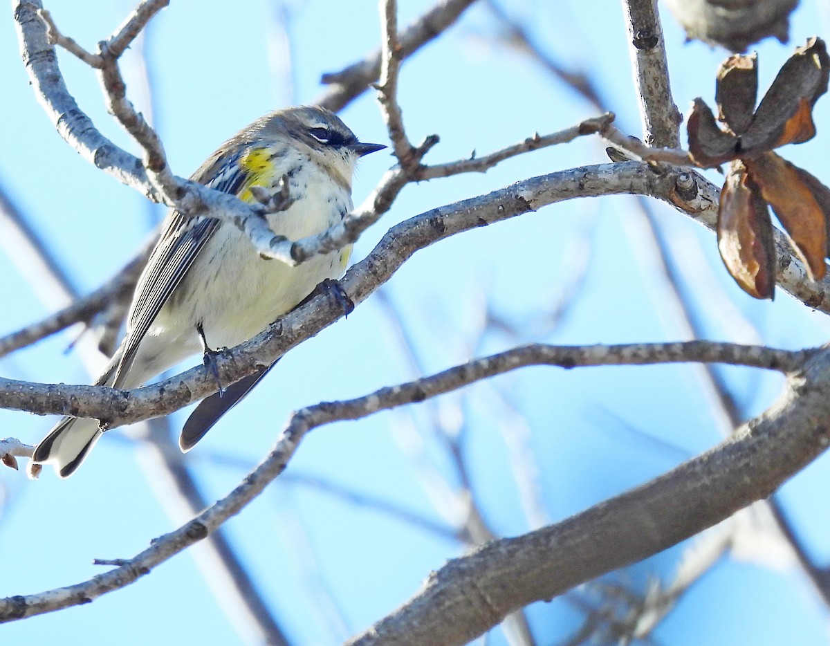 キヅタアメリカムシクイ（coronata） - ML628389400