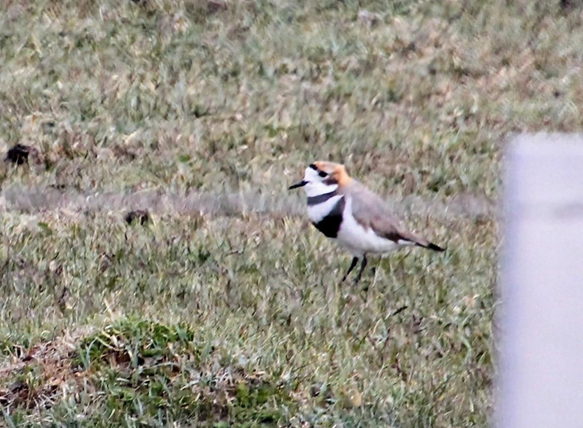 Two-banded Plover - ML628389435
