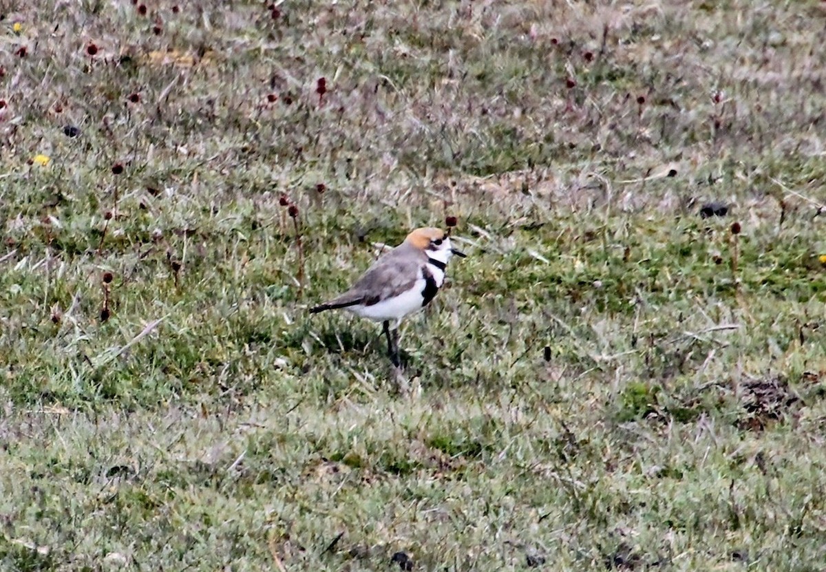 Two-banded Plover - ML628389436