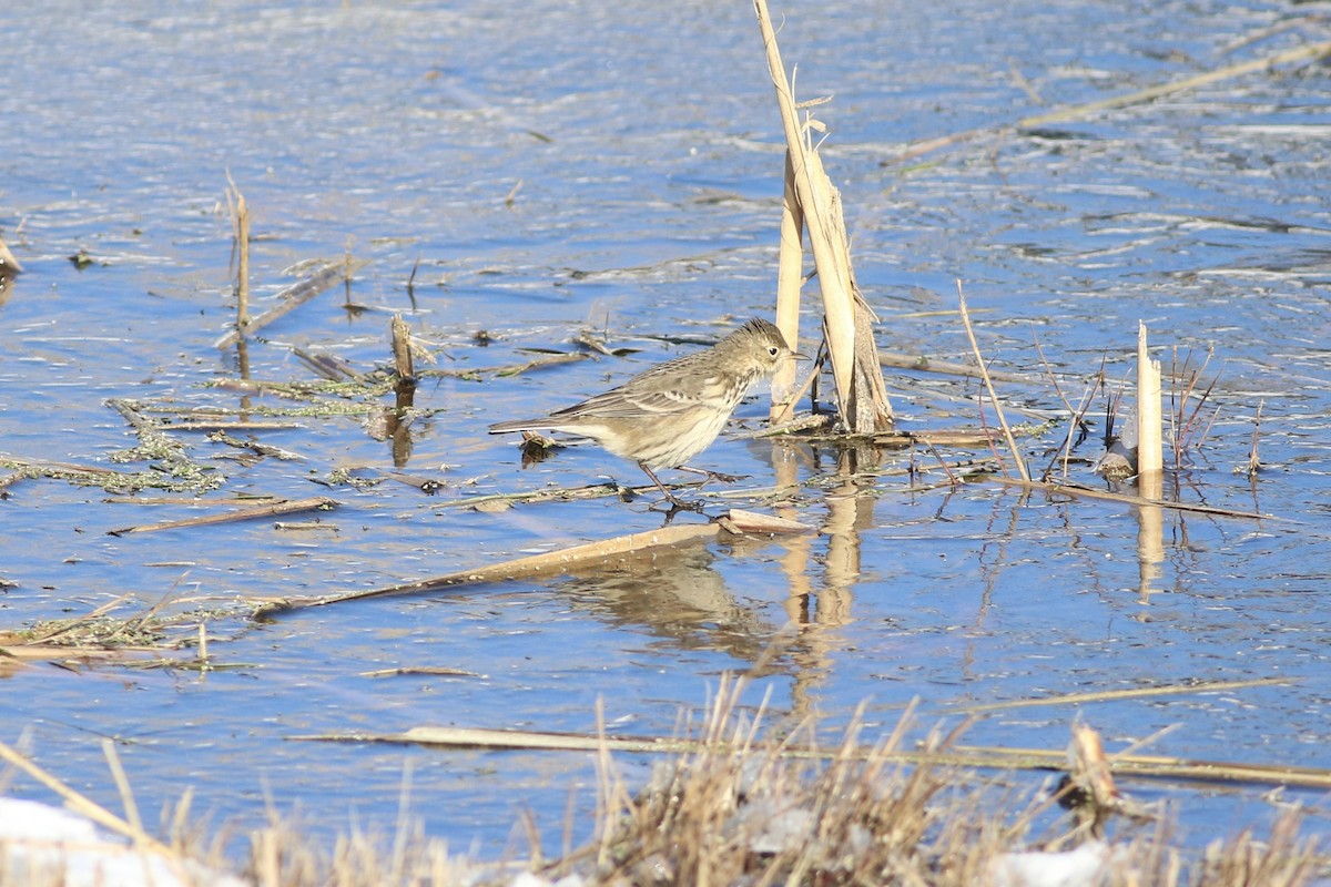 American Pipit - ML628389438