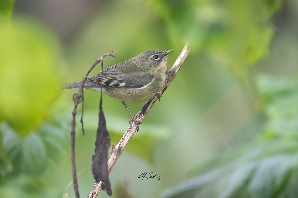 Black-throated Blue Warbler - ML628389622