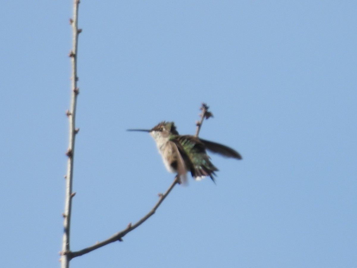 Ruby-throated Hummingbird - ML628389902