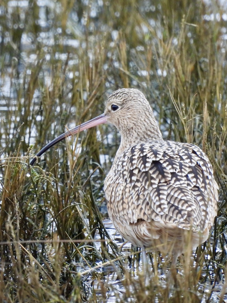 Long-billed Curlew - ML628390013