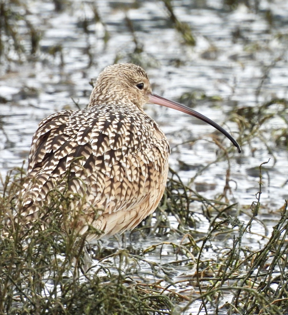 Long-billed Curlew - ML628390014