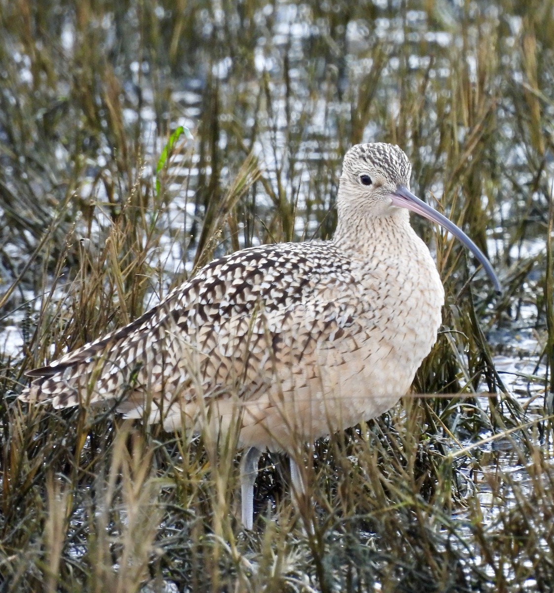Long-billed Curlew - ML628390015