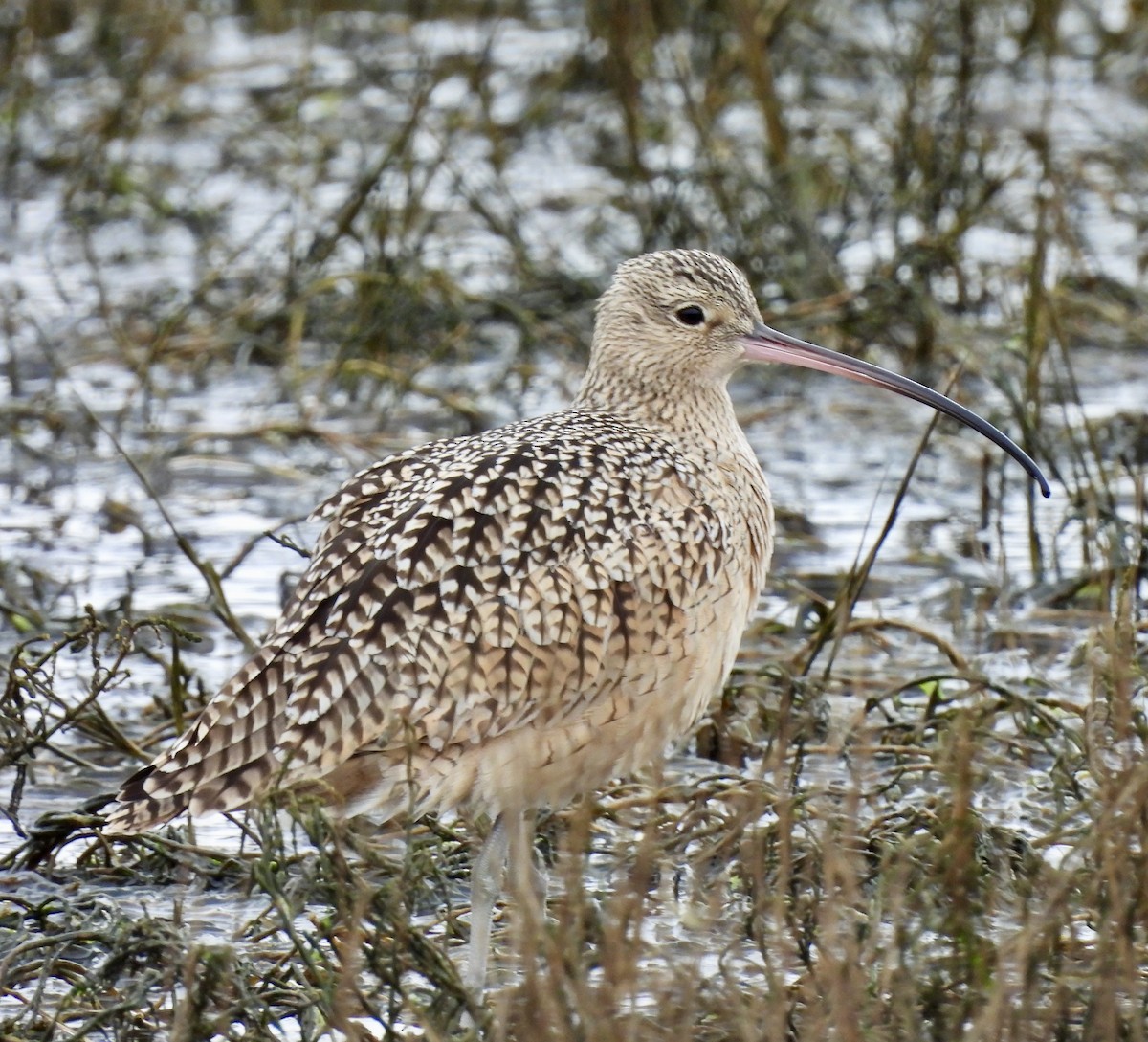Long-billed Curlew - ML628390016