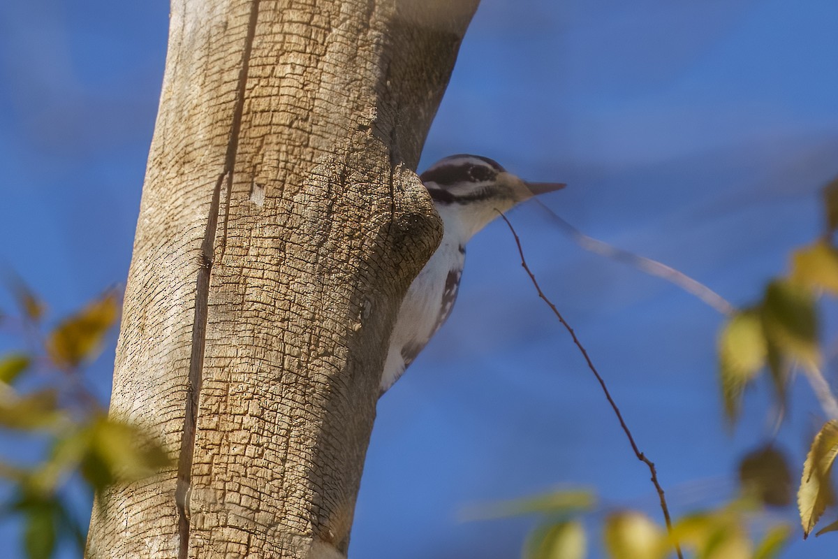 Hairy Woodpecker - ML628390094