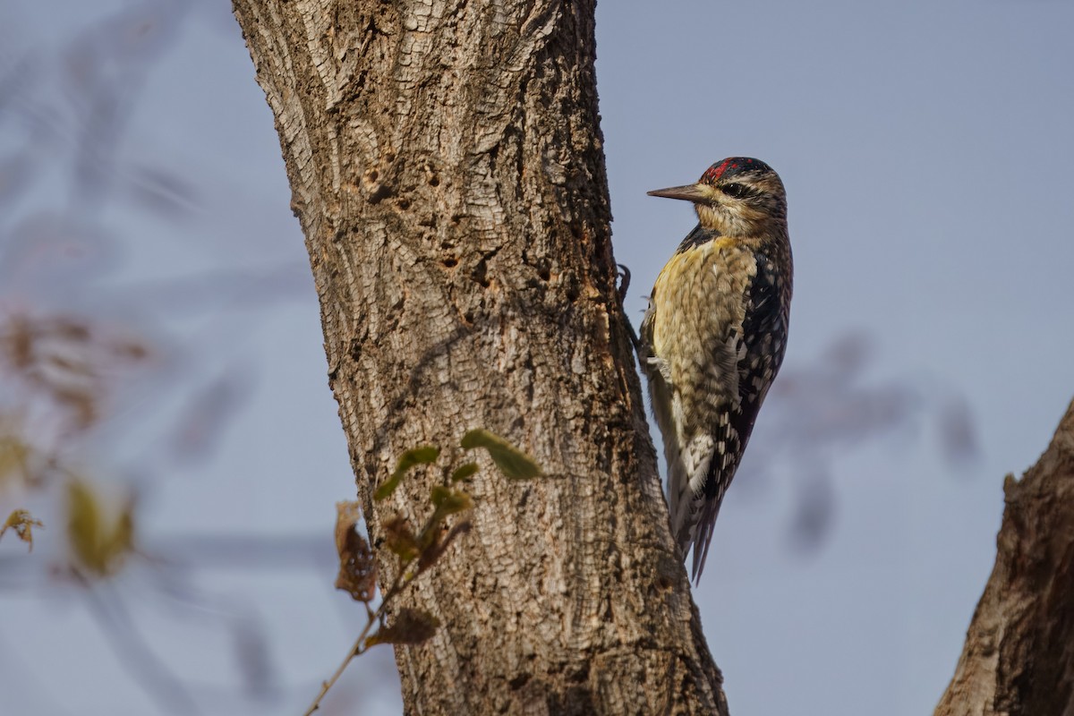 Yellow-bellied Sapsucker - ML628390139