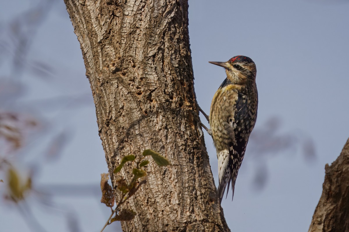 Yellow-bellied Sapsucker - ML628390140