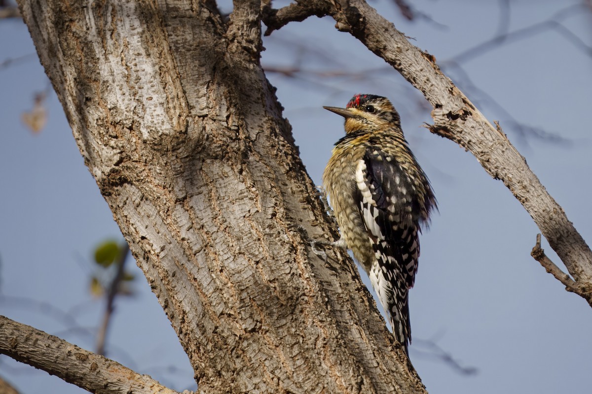 Yellow-bellied Sapsucker - ML628390141