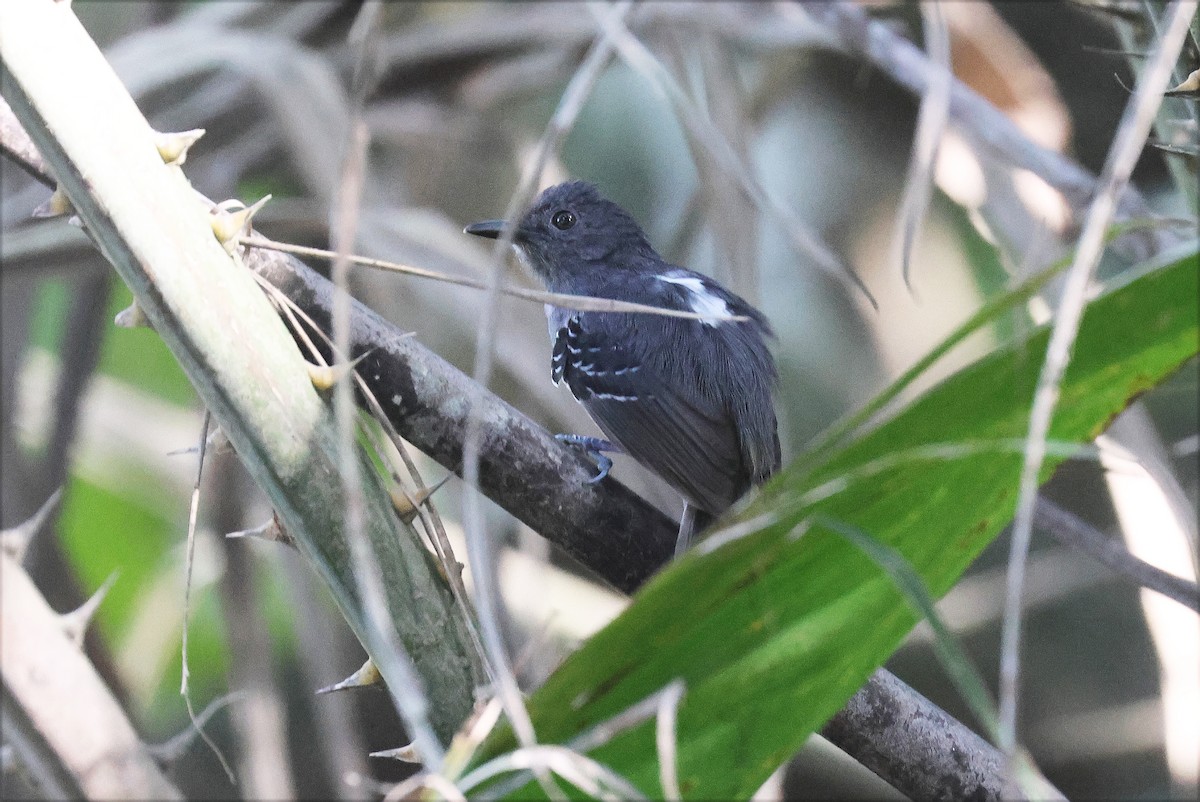 Willis's Antbird - ML628390153