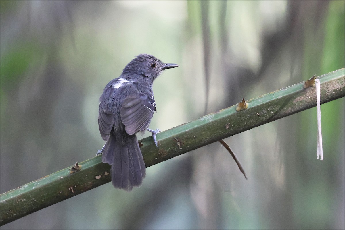 Willis's Antbird - ML628390154