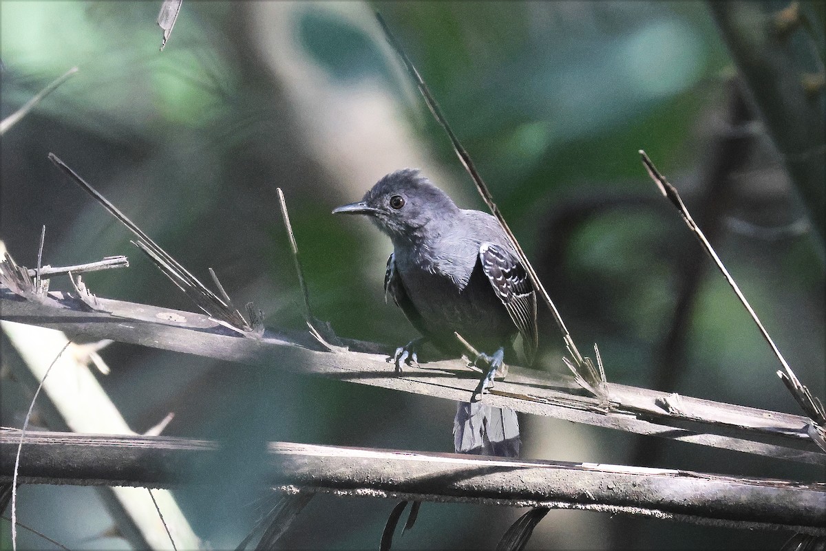 Willis's Antbird - ML628390155
