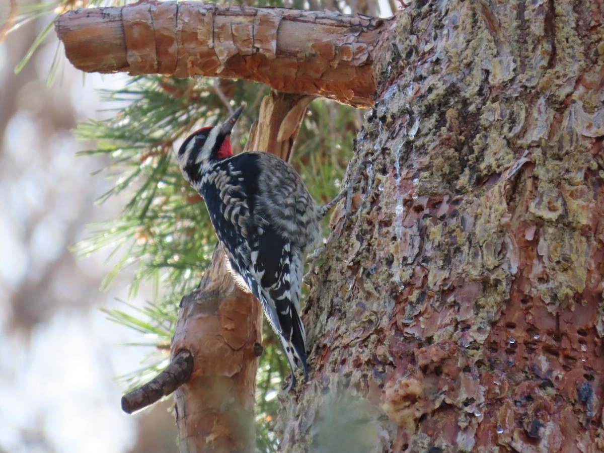 Yellow-bellied Sapsucker - ML628390189