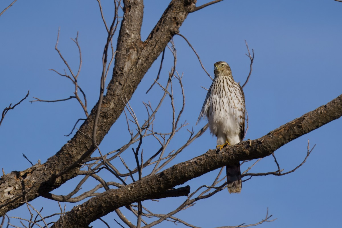 Cooper's Hawk - ML628390191