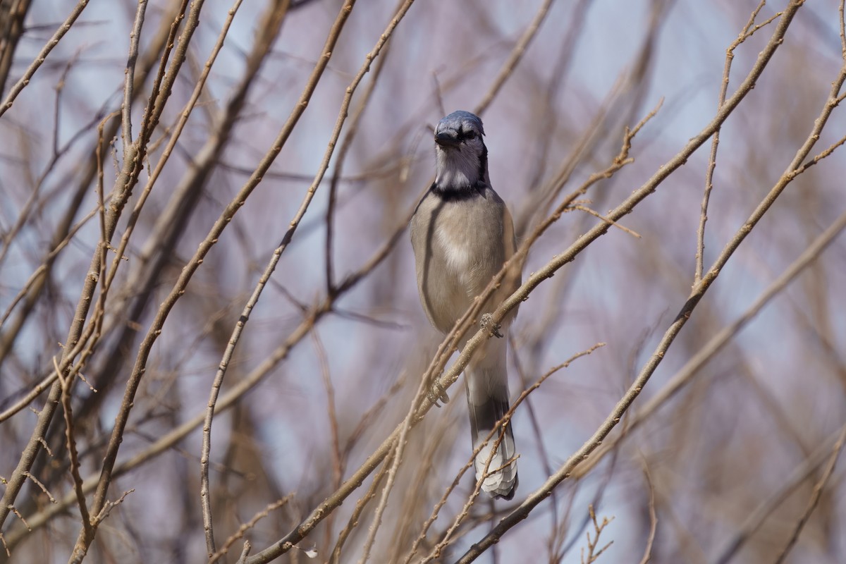 Blue Jay - ML628390219