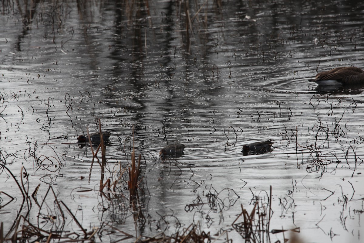 Gadwall - ML628390275