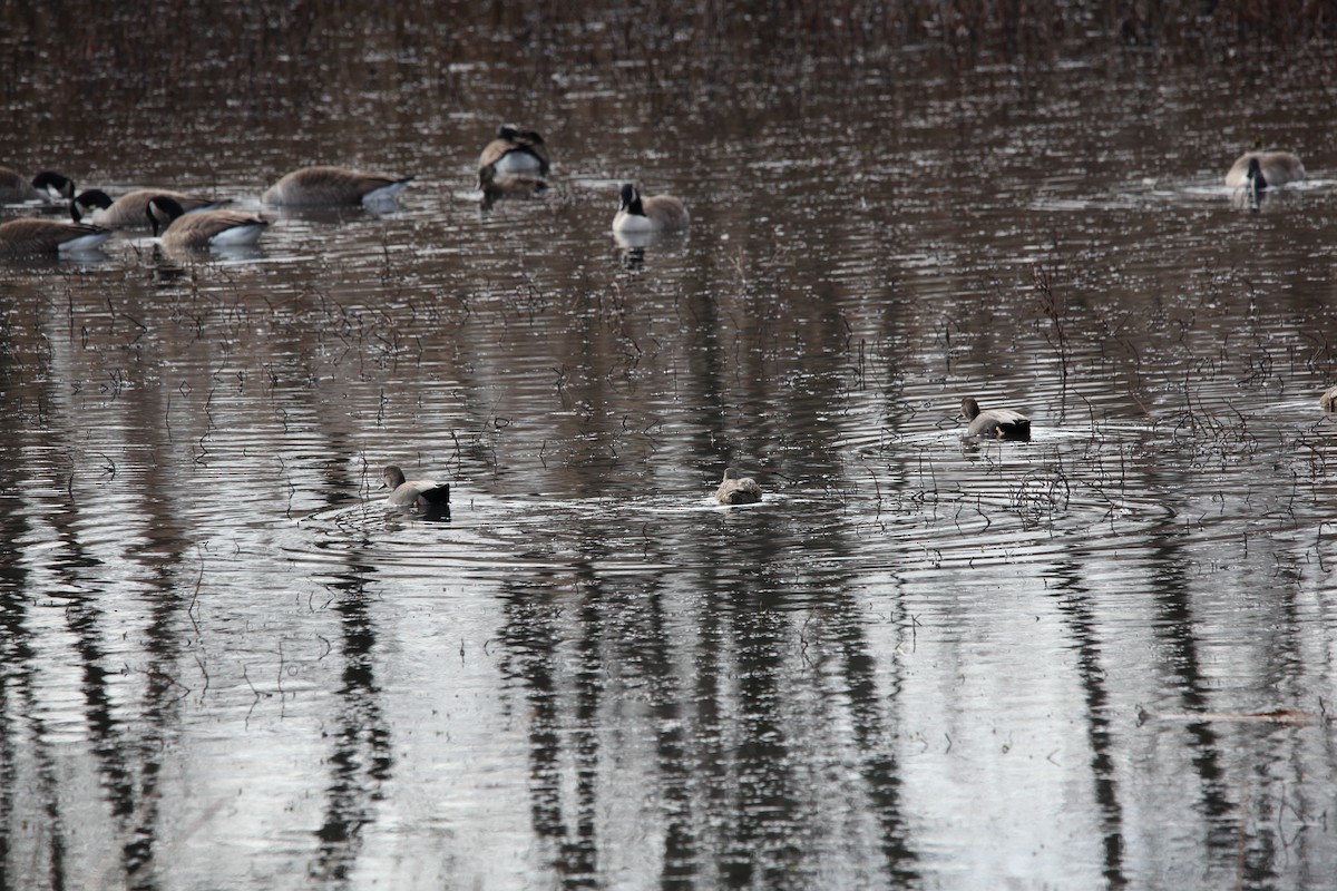 Gadwall - ML628390276