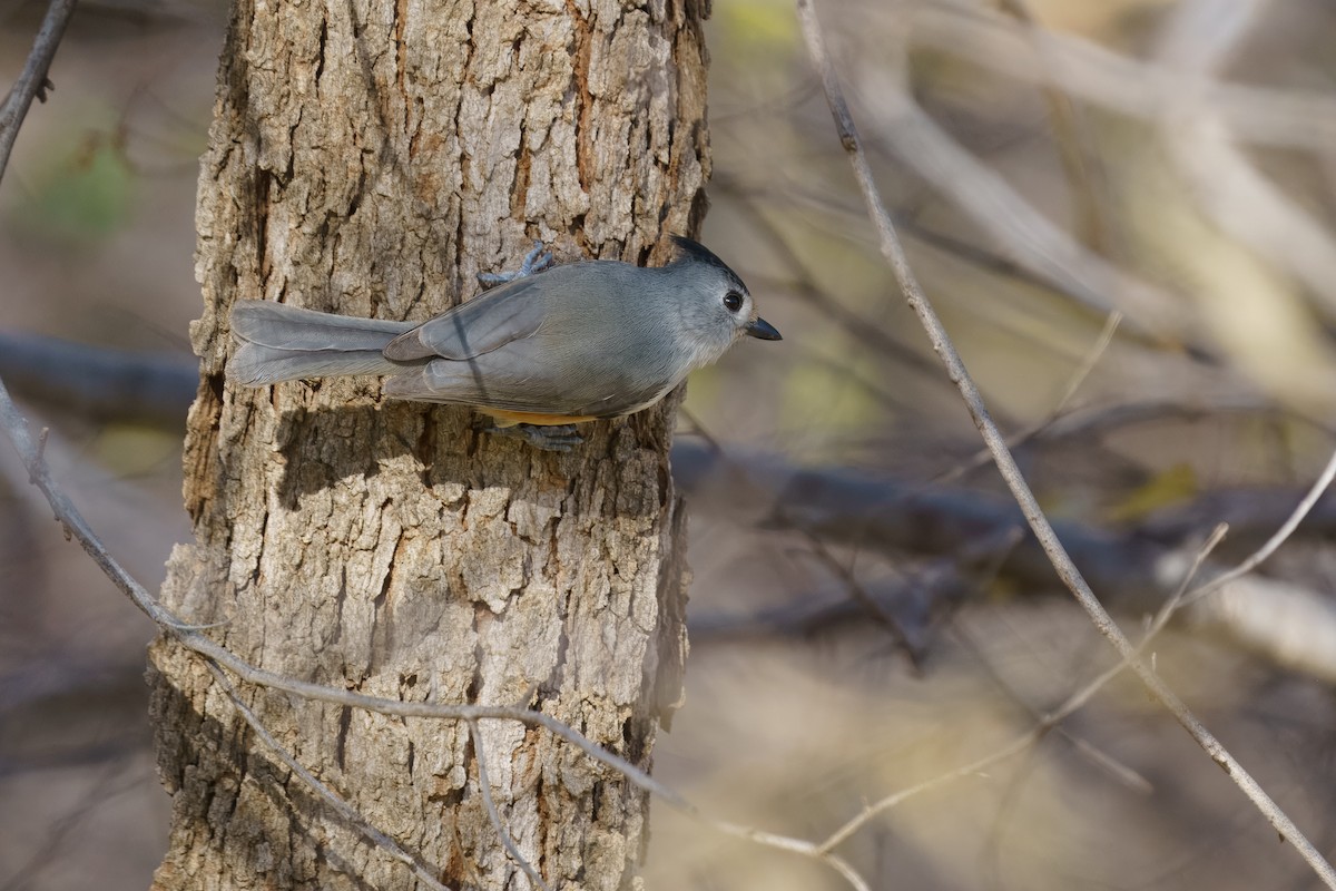 Black-crested Titmouse - ML628390278