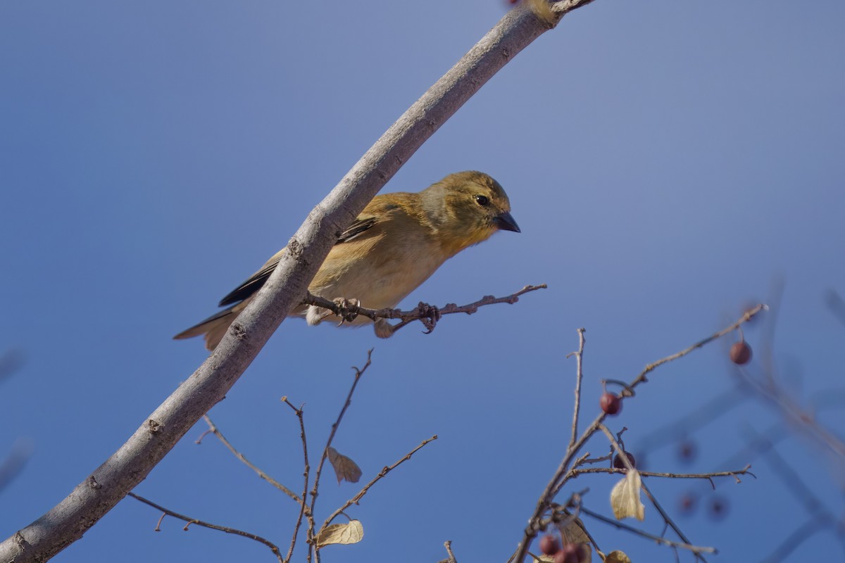 American Goldfinch - ML628390326