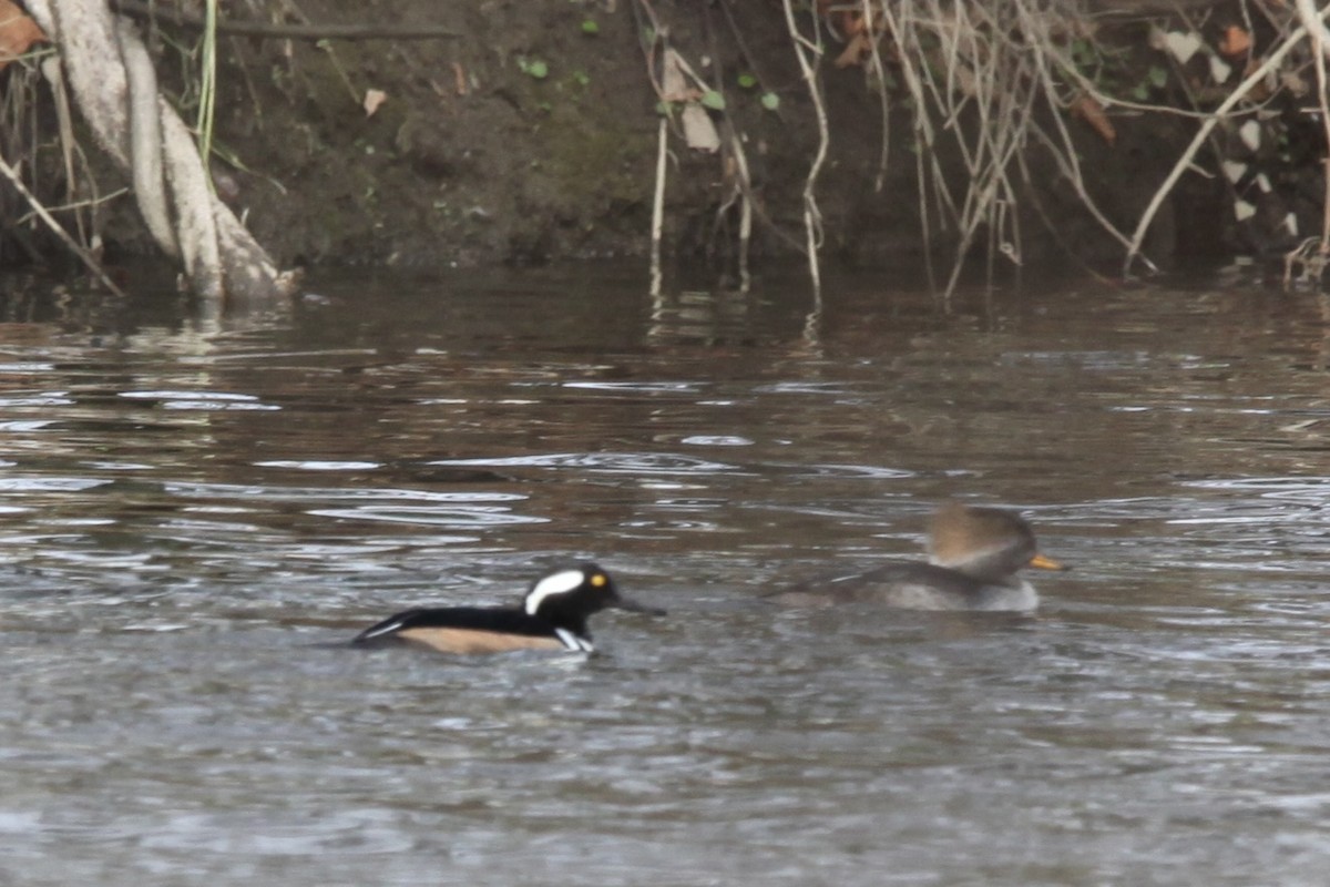 Hooded Merganser - ML628390417