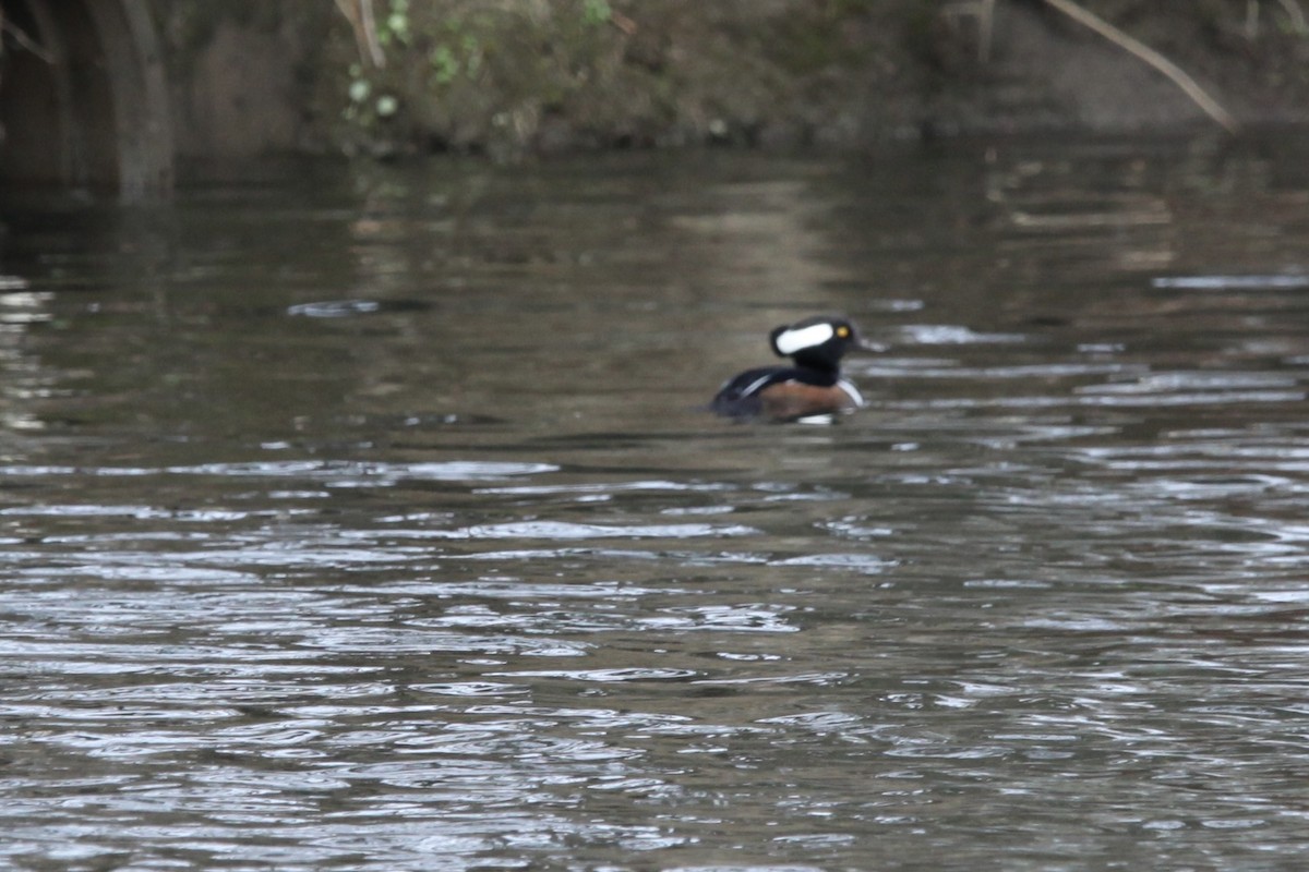Hooded Merganser - ML628390418