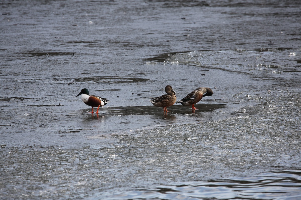 Northern Shoveler - ML628390457