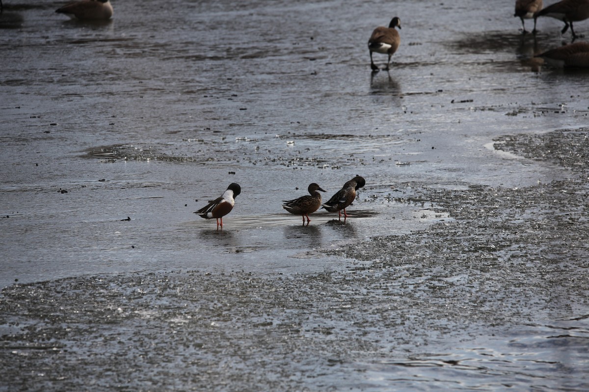 Northern Shoveler - ML628390458
