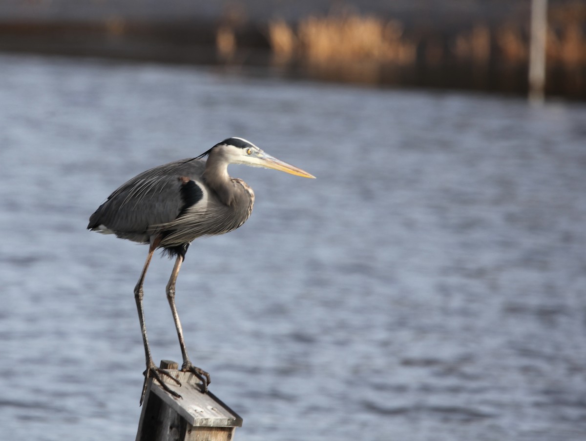 Great Blue Heron - ML628390534