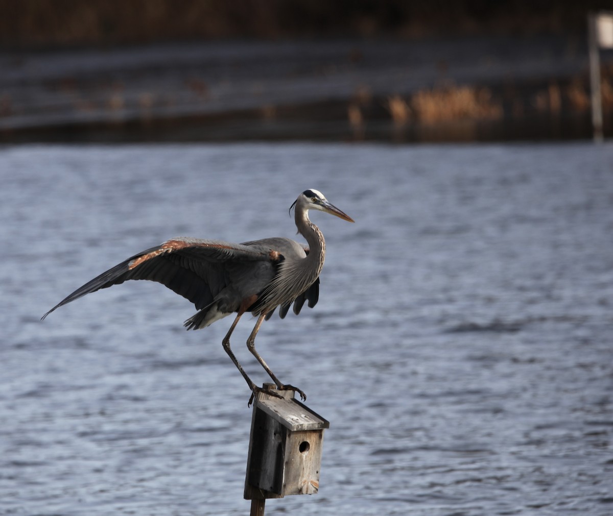 Great Blue Heron - ML628390535