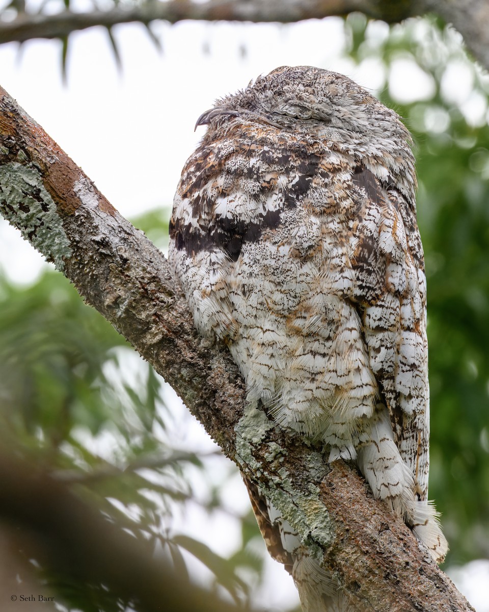 Great Potoo - ML628390789