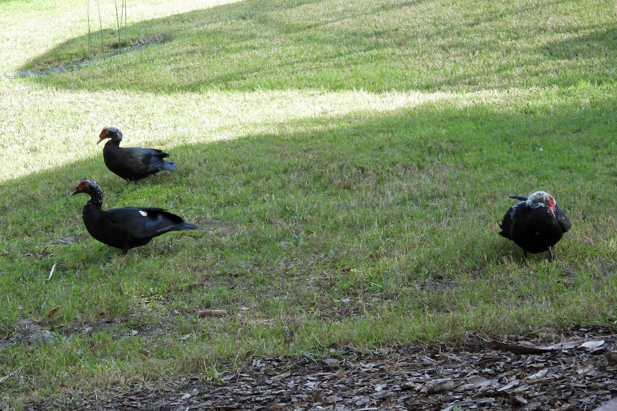 Muscovy Duck (Domestic type) - ML628390928