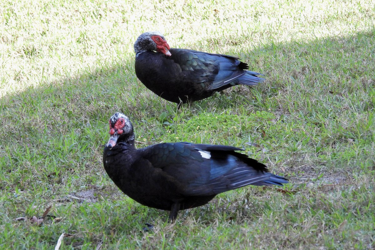 Muscovy Duck (Domestic type) - ML628390936