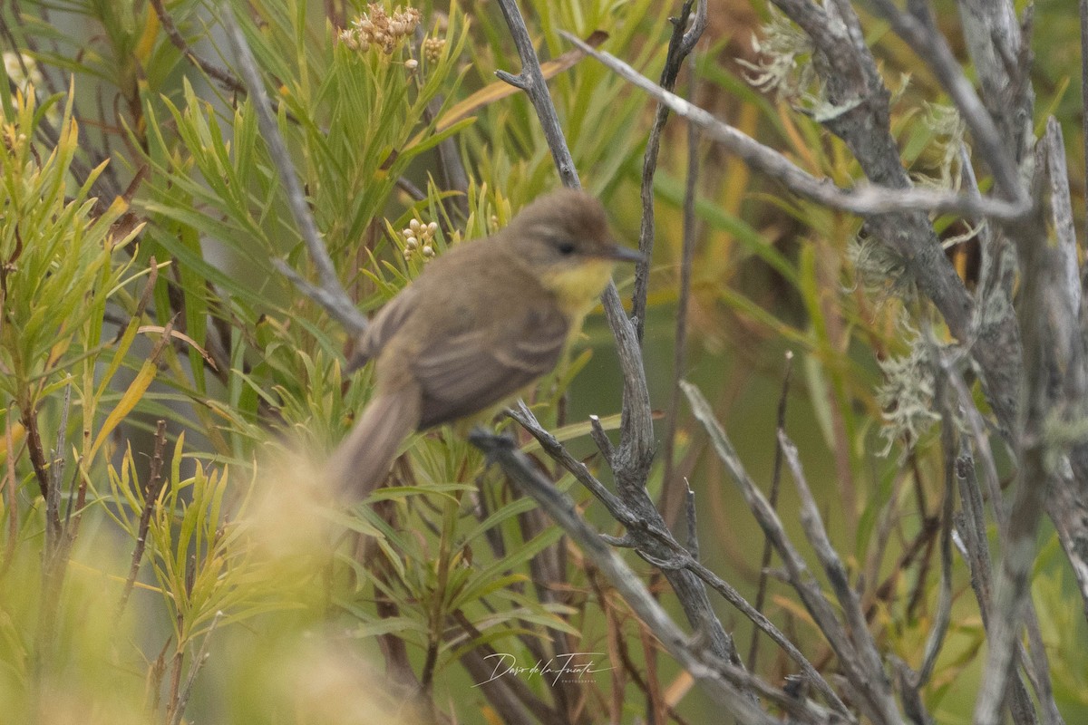 Ticking Doradito - ML628390940