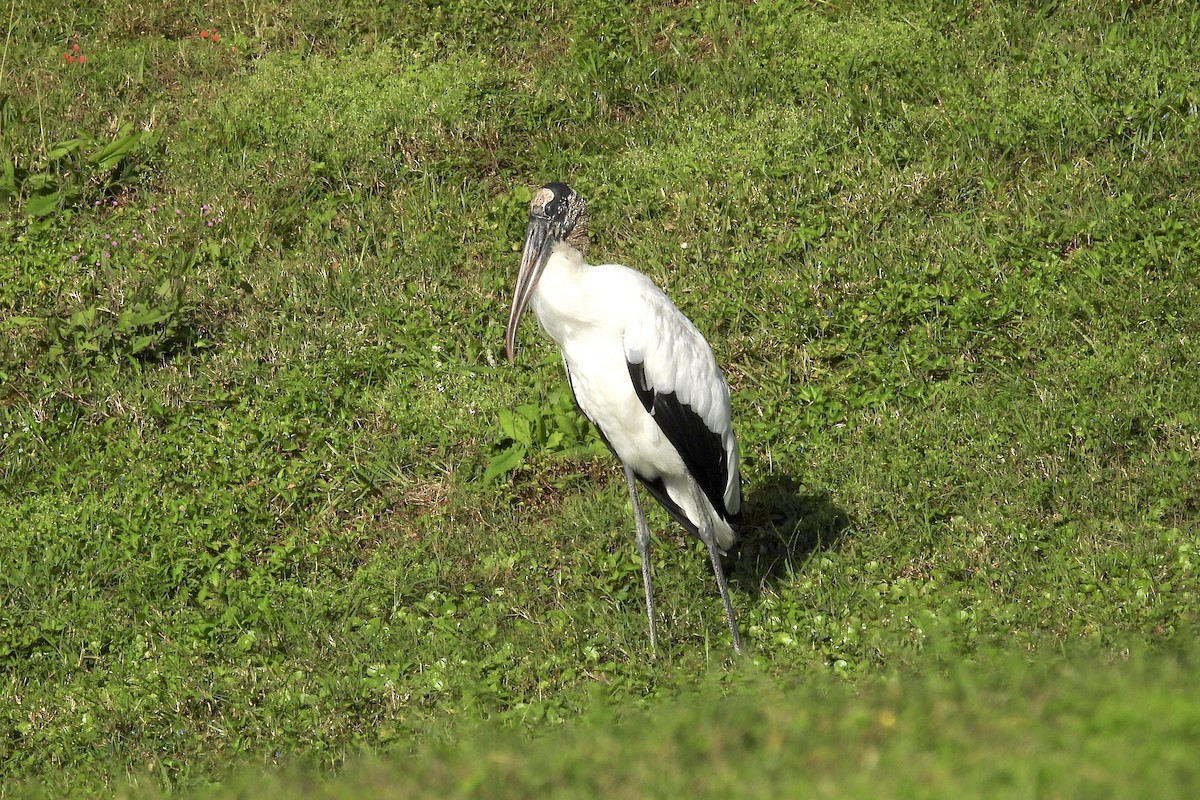 Wood Stork - ML628390946