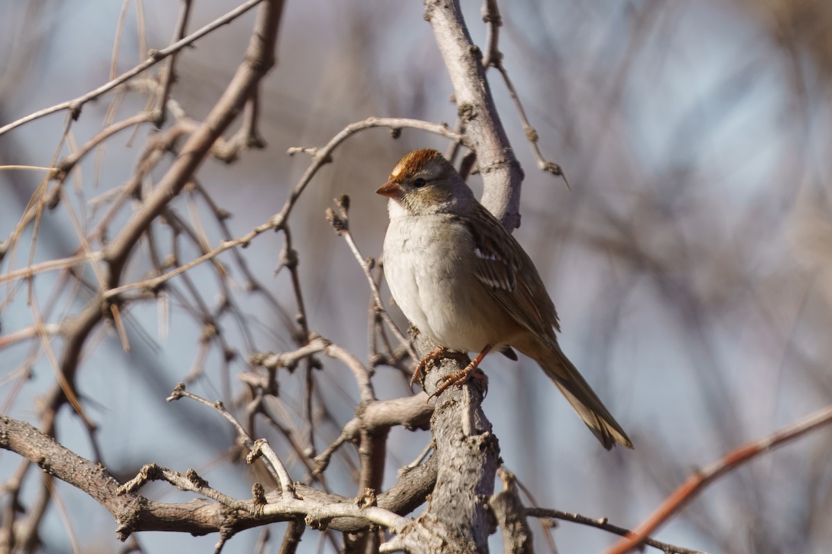 White-crowned Sparrow - ML628390947