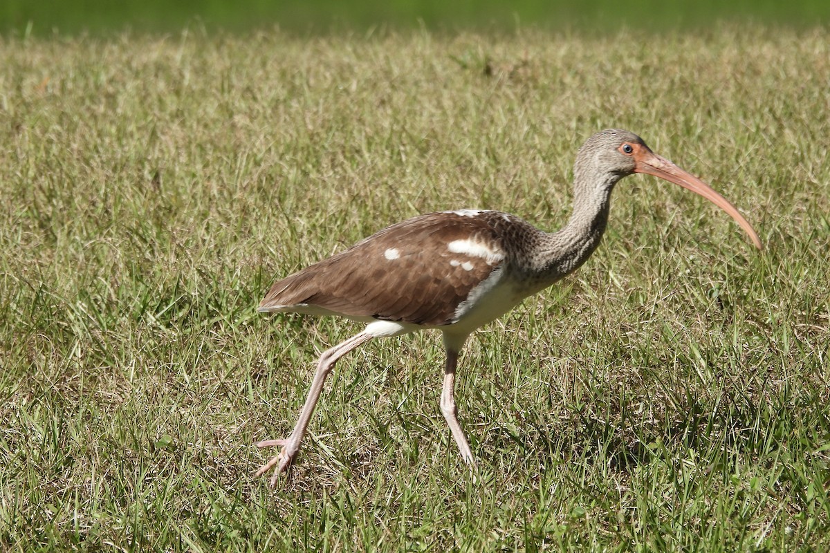 White Ibis - ML628390956