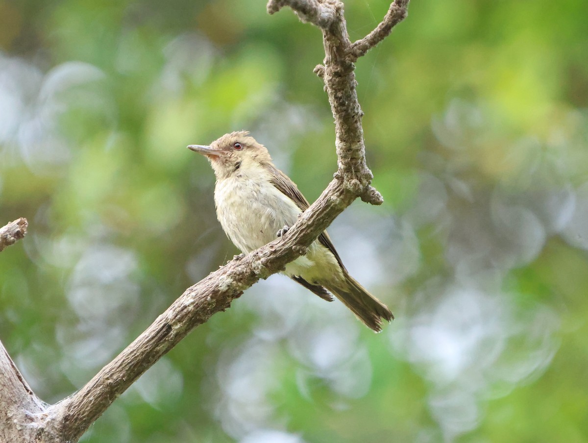 vireo sp. - ML628390976