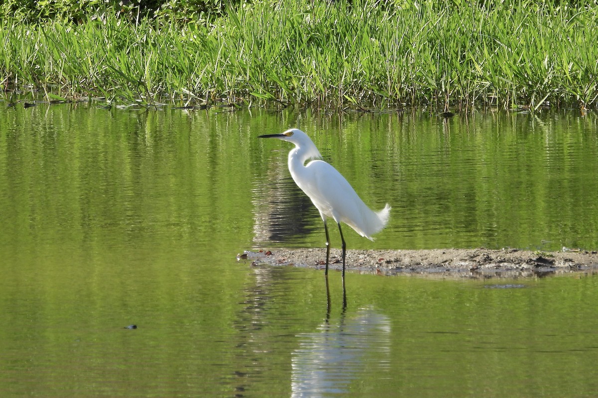 Snowy Egret - ML628390978