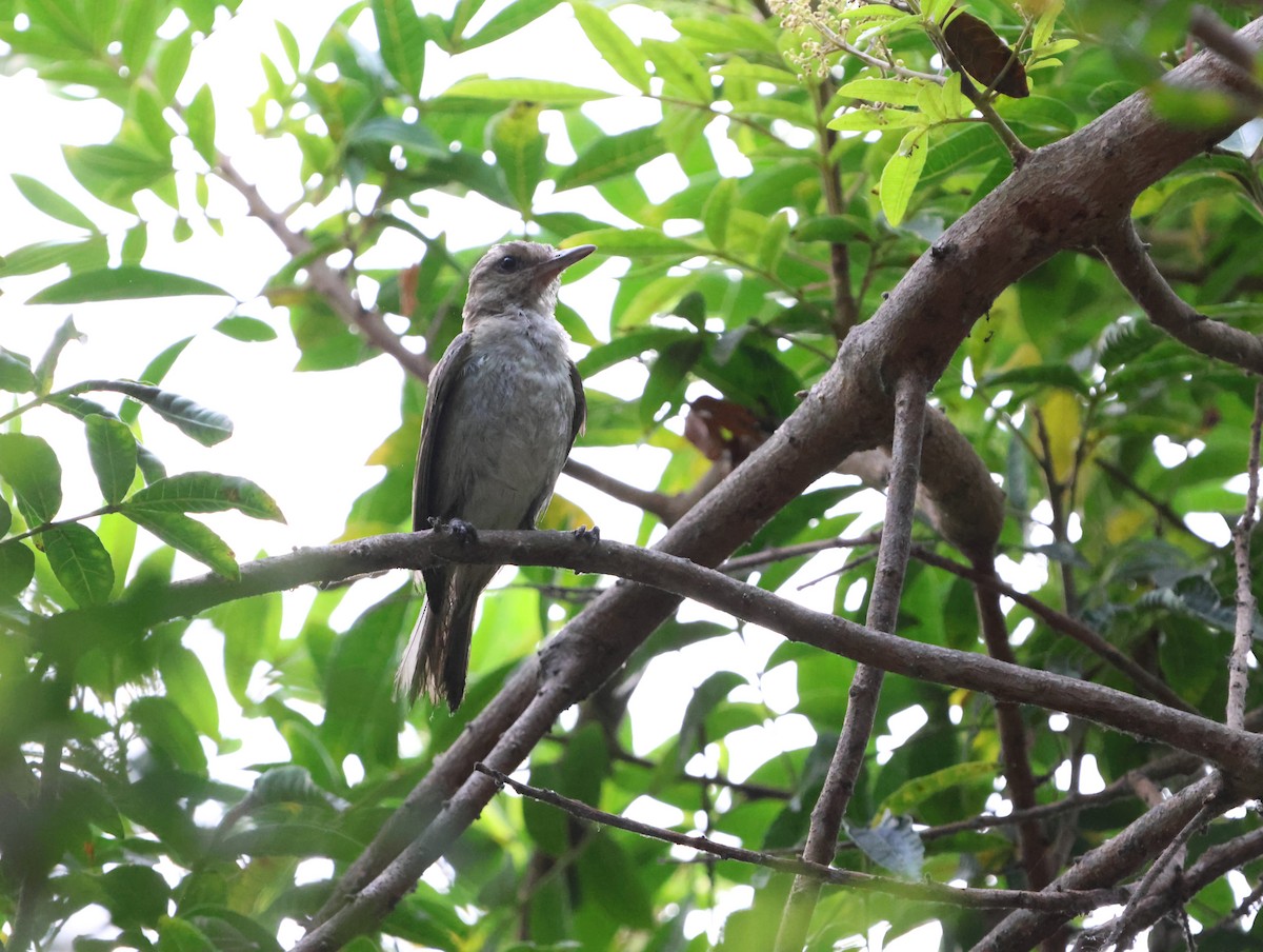 vireo sp. - ML628390979