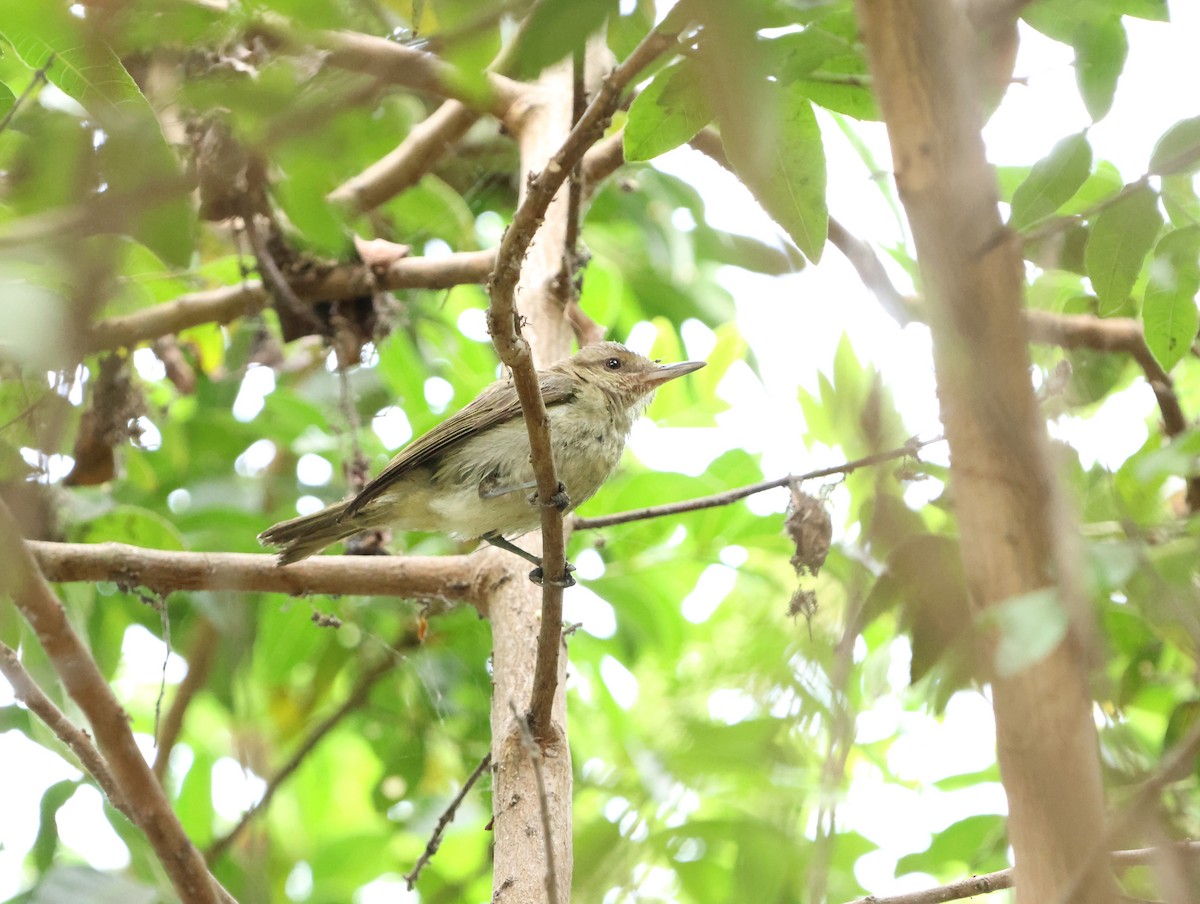 vireo sp. - ML628390980