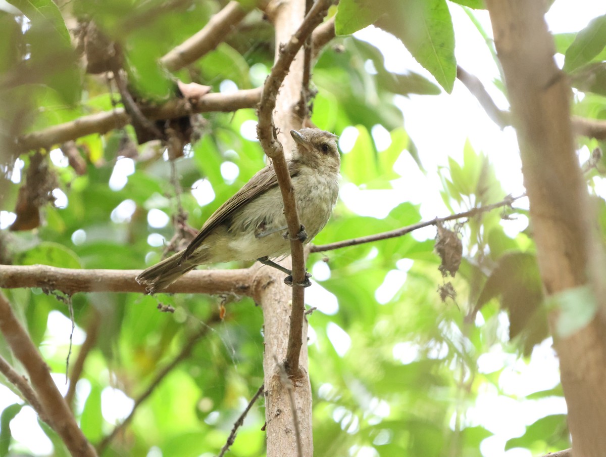 vireo sp. - ML628390981