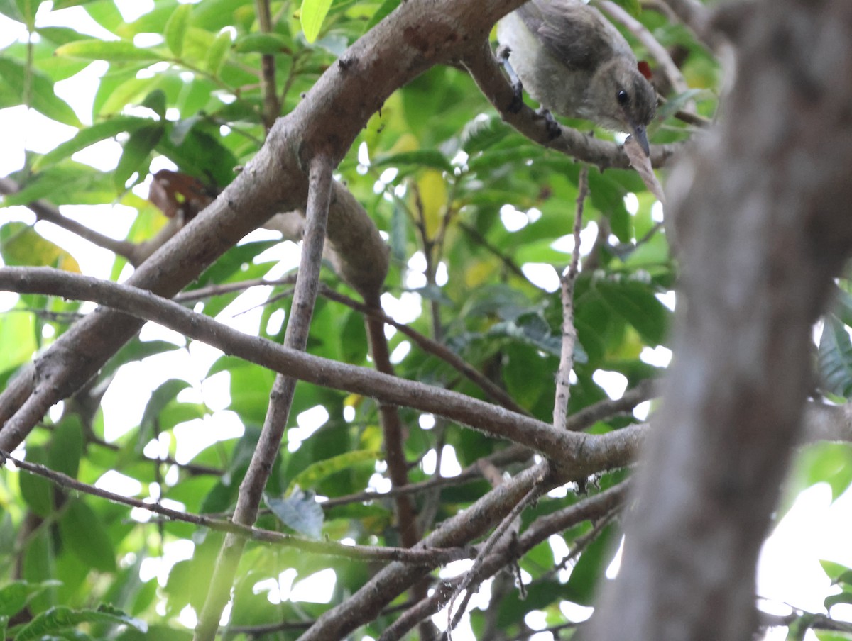 vireo sp. - ML628390982