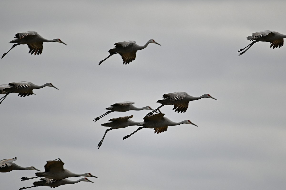 Sandhill Crane - ML628391140