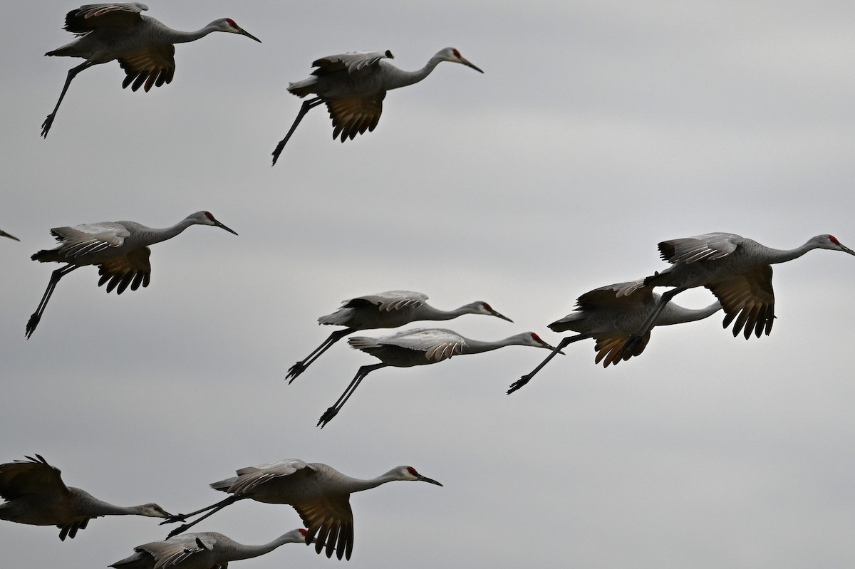 Sandhill Crane - ML628391141