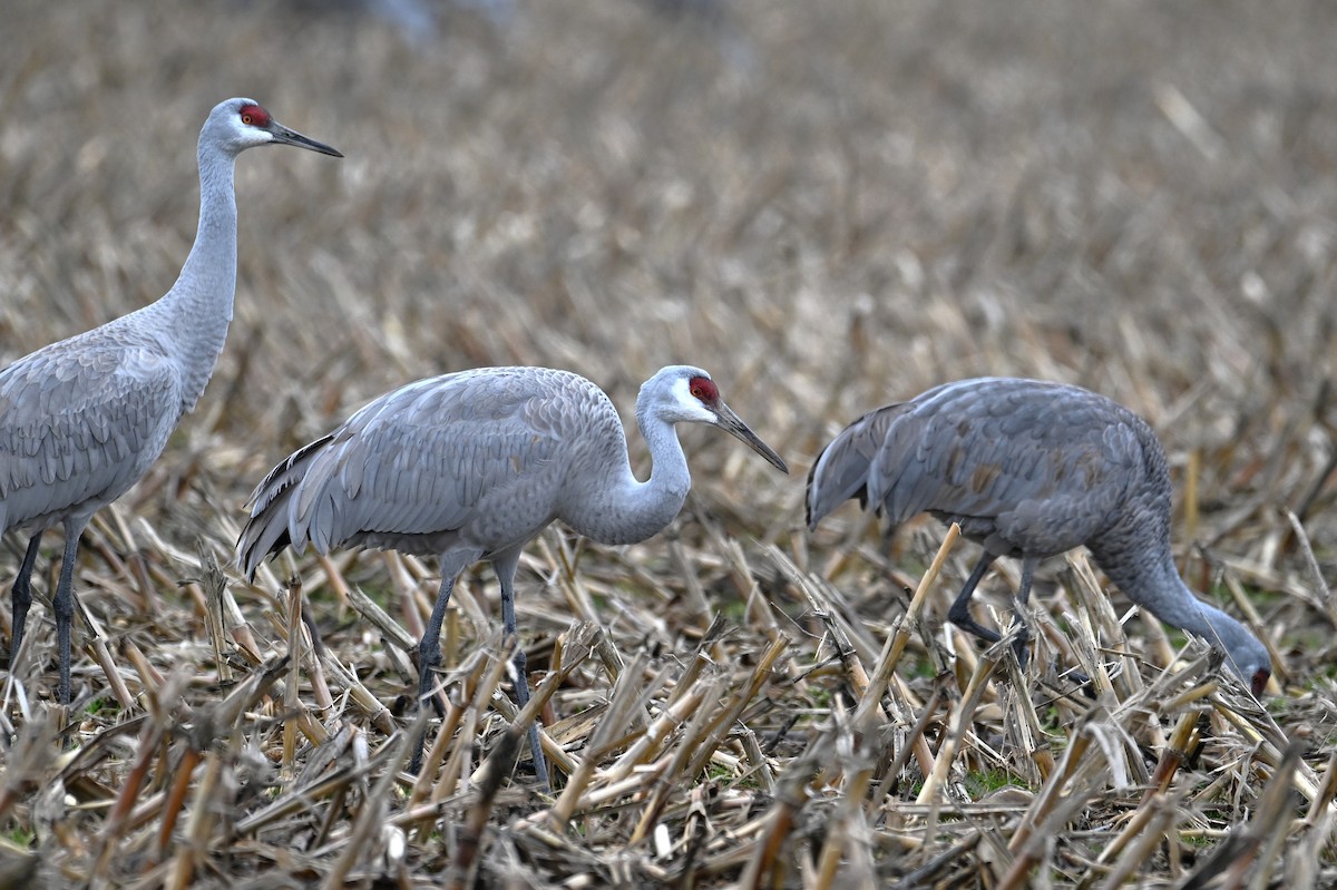 Sandhill Crane - ML628391142