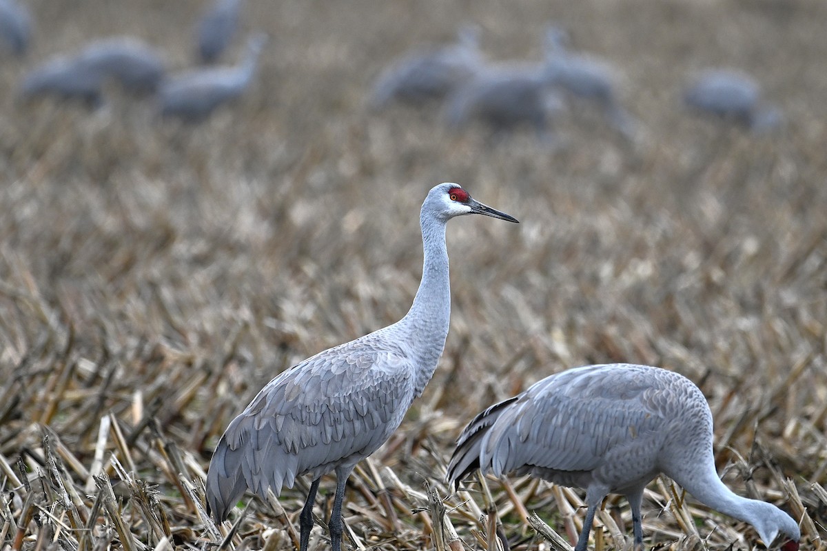 Sandhill Crane - ML628391143